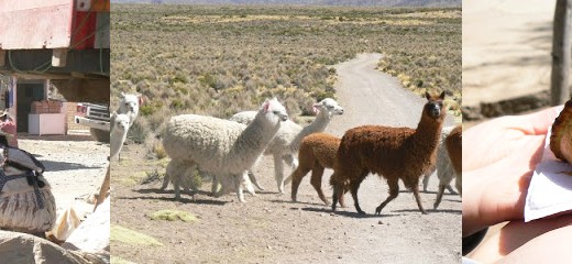 bolivie